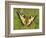 Swallowtail, Blade of Grass-Harald Kroiss-Framed Photographic Print