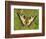 Swallowtail, Blade of Grass-Harald Kroiss-Framed Photographic Print