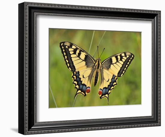 Swallowtail, Blade of Grass-Harald Kroiss-Framed Photographic Print