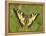 Swallowtail, Blade of Grass-Harald Kroiss-Framed Premier Image Canvas