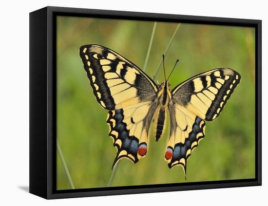 Swallowtail, Blade of Grass-Harald Kroiss-Framed Premier Image Canvas