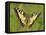 Swallowtail, Blade of Grass-Harald Kroiss-Framed Premier Image Canvas