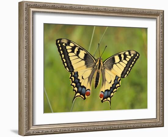 Swallowtail, Blade of Grass-Harald Kroiss-Framed Photographic Print