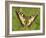 Swallowtail, Blade of Grass-Harald Kroiss-Framed Photographic Print