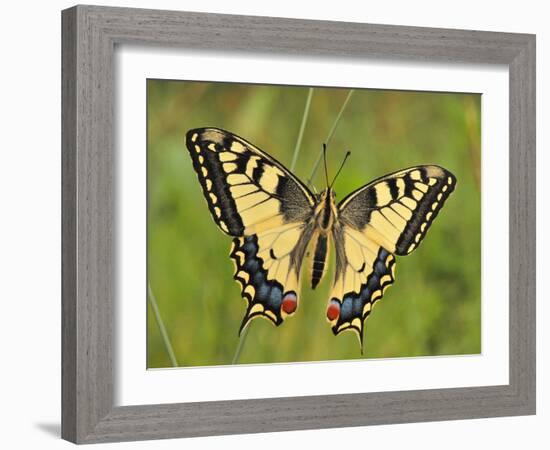 Swallowtail, Blade of Grass-Harald Kroiss-Framed Photographic Print