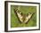 Swallowtail, Blade of Grass-Harald Kroiss-Framed Photographic Print