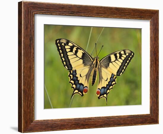 Swallowtail, Blade of Grass-Harald Kroiss-Framed Photographic Print