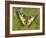 Swallowtail, Blade of Grass-Harald Kroiss-Framed Photographic Print