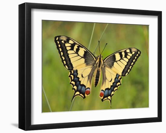 Swallowtail, Blade of Grass-Harald Kroiss-Framed Photographic Print