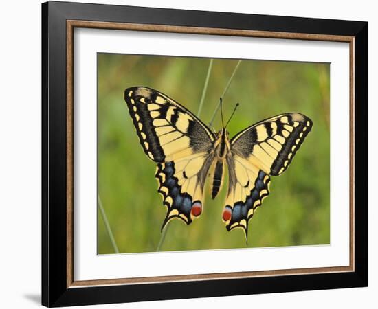 Swallowtail, Blade of Grass-Harald Kroiss-Framed Photographic Print