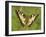 Swallowtail, Blade of Grass-Harald Kroiss-Framed Photographic Print