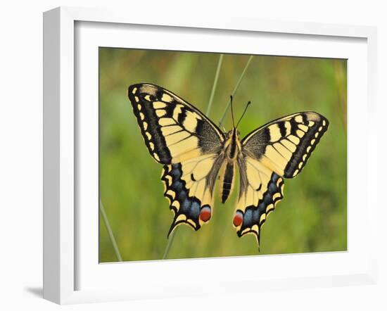 Swallowtail, Blade of Grass-Harald Kroiss-Framed Photographic Print