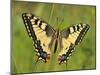 Swallowtail, Blade of Grass-Harald Kroiss-Mounted Photographic Print