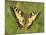 Swallowtail, Blade of Grass-Harald Kroiss-Mounted Photographic Print