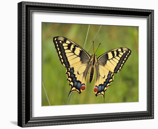 Swallowtail, Blade of Grass-Harald Kroiss-Framed Photographic Print