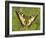 Swallowtail, Blade of Grass-Harald Kroiss-Framed Photographic Print