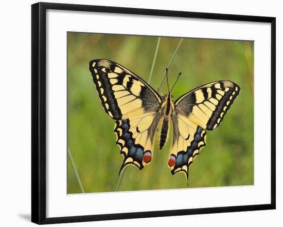 Swallowtail, Blade of Grass-Harald Kroiss-Framed Photographic Print