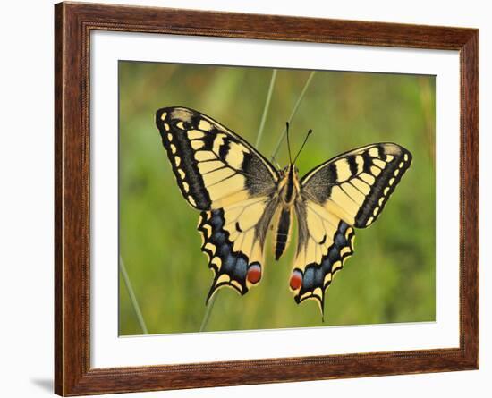 Swallowtail, Blade of Grass-Harald Kroiss-Framed Photographic Print