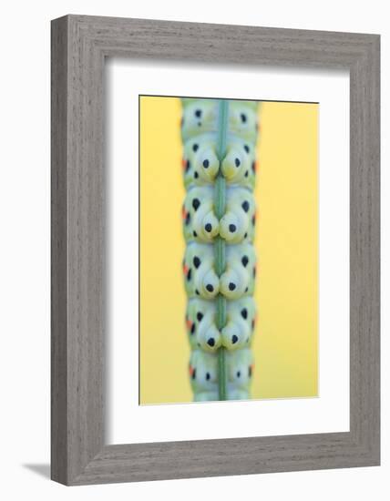 Swallowtail butterfly caterpillar feet gripping stem-Edwin Giesbers-Framed Photographic Print