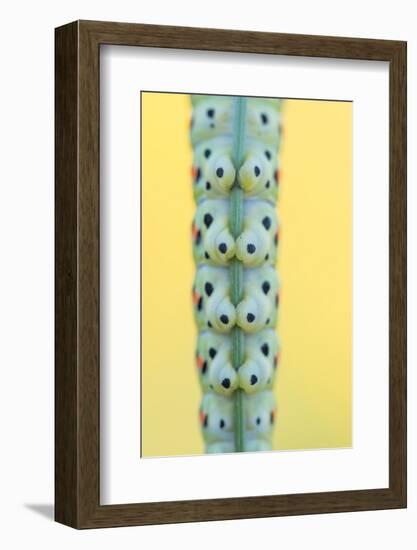 Swallowtail butterfly caterpillar feet gripping stem-Edwin Giesbers-Framed Photographic Print