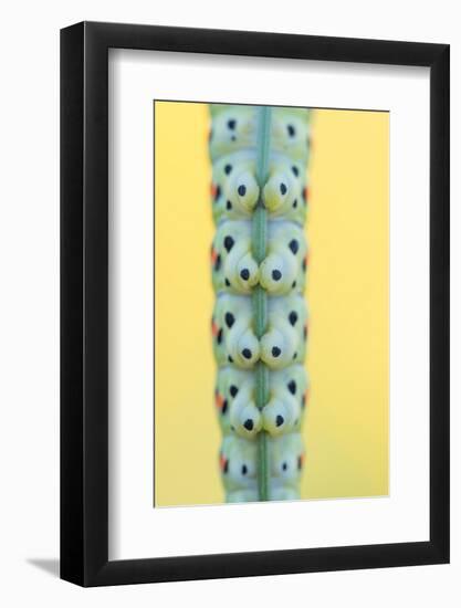 Swallowtail butterfly caterpillar feet gripping stem-Edwin Giesbers-Framed Photographic Print