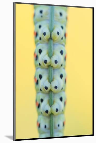 Swallowtail butterfly caterpillar feet gripping stem-Edwin Giesbers-Mounted Photographic Print