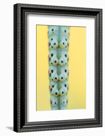 Swallowtail butterfly caterpillar feet gripping stem-Edwin Giesbers-Framed Photographic Print