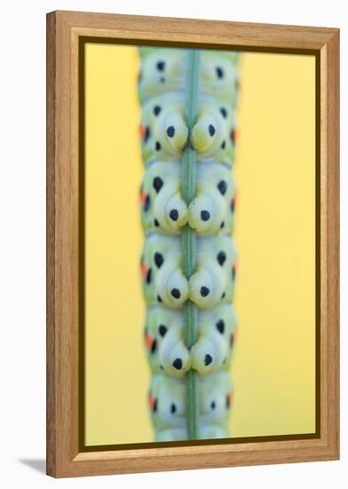 Swallowtail butterfly caterpillar feet gripping stem-Edwin Giesbers-Framed Premier Image Canvas