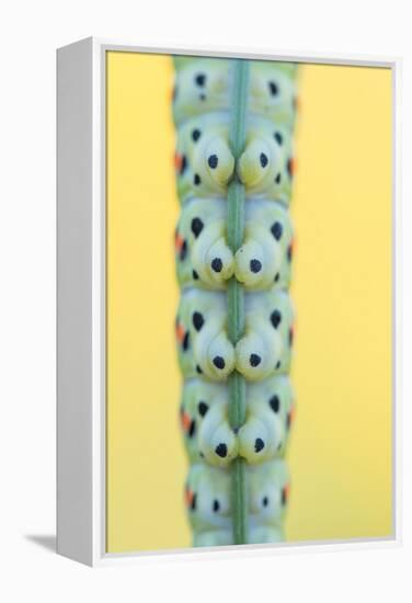 Swallowtail butterfly caterpillar feet gripping stem-Edwin Giesbers-Framed Premier Image Canvas