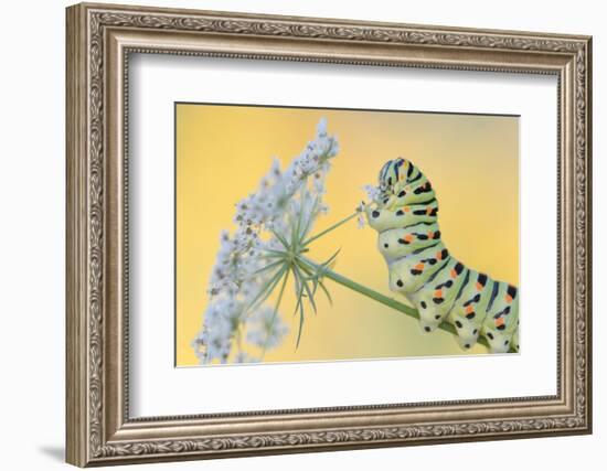 Swallowtail butterfly caterpillar on wild carrot flowers-Edwin Giesbers-Framed Photographic Print