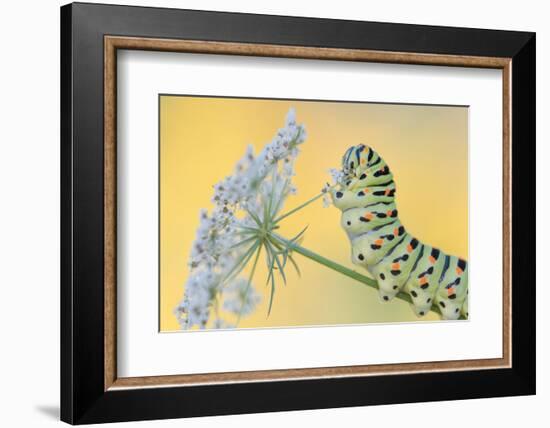 Swallowtail butterfly caterpillar on wild carrot flowers-Edwin Giesbers-Framed Photographic Print