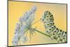 Swallowtail butterfly caterpillar on wild carrot flowers-Edwin Giesbers-Mounted Photographic Print