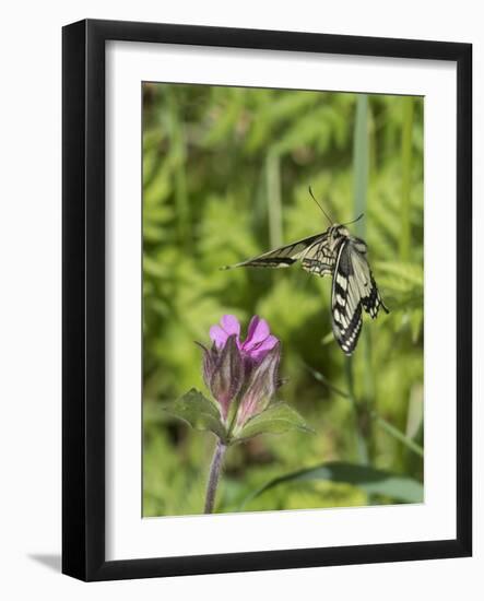 Swallowtail butterfly flying to red campion with proboscis extended, Finland-Jussi Murtosaari-Framed Photographic Print