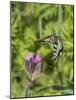 Swallowtail butterfly flying to red campion with proboscis extended, Finland-Jussi Murtosaari-Mounted Photographic Print