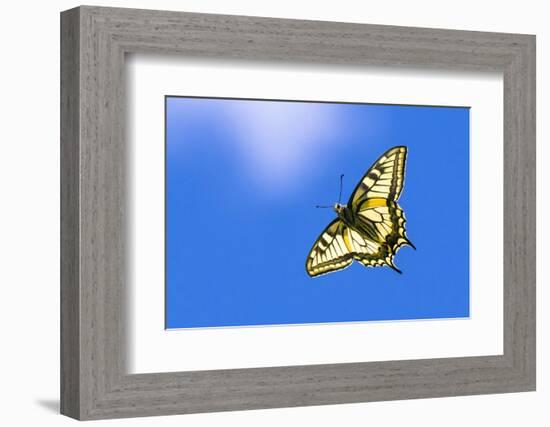 Swallowtail butterfly in flight, Finland-Jussi Murtosaari-Framed Photographic Print