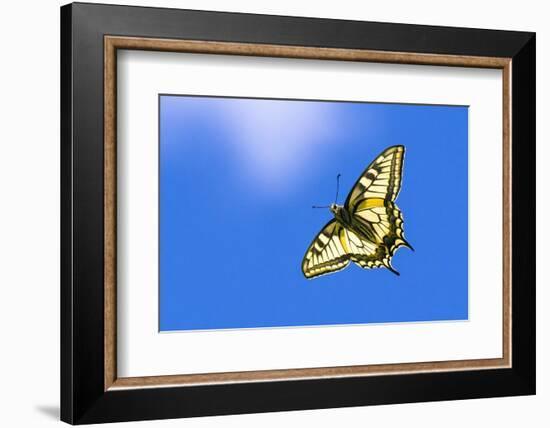 Swallowtail butterfly in flight, Finland-Jussi Murtosaari-Framed Photographic Print