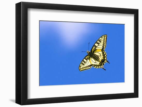 Swallowtail butterfly in flight, Finland-Jussi Murtosaari-Framed Photographic Print