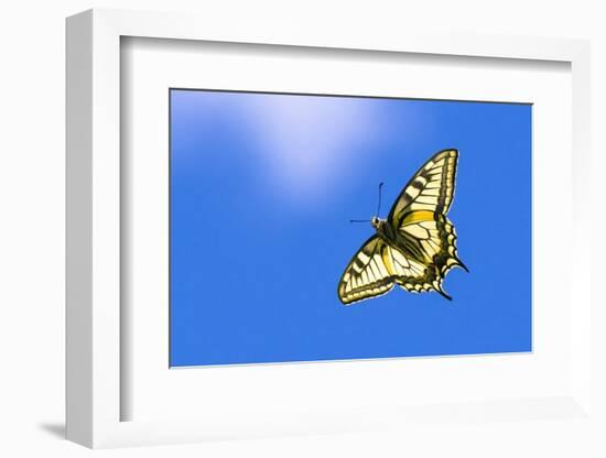 Swallowtail butterfly in flight, Finland-Jussi Murtosaari-Framed Photographic Print