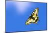 Swallowtail butterfly in flight, Finland-Jussi Murtosaari-Mounted Photographic Print