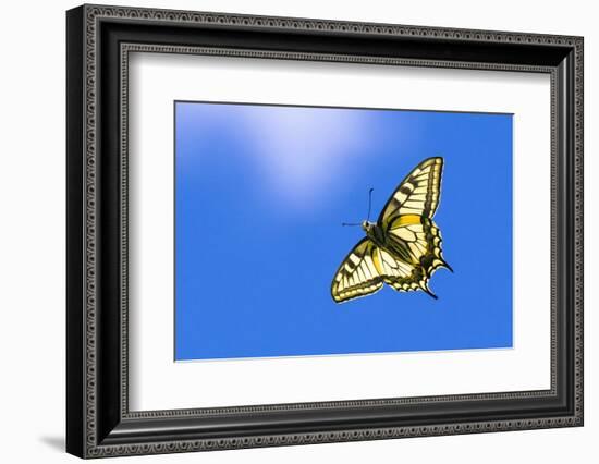 Swallowtail butterfly in flight, Finland-Jussi Murtosaari-Framed Photographic Print