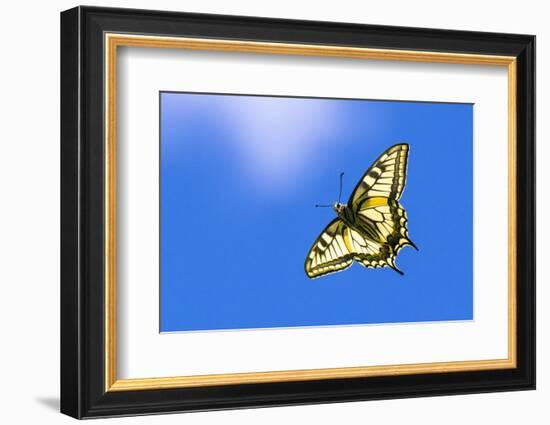 Swallowtail butterfly in flight, Finland-Jussi Murtosaari-Framed Photographic Print