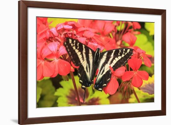 Swallowtail butterfly near Victoria, British Columbia-Stuart Westmorland-Framed Photographic Print