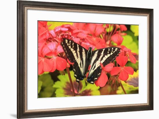 Swallowtail butterfly near Victoria, British Columbia-Stuart Westmorland-Framed Photographic Print