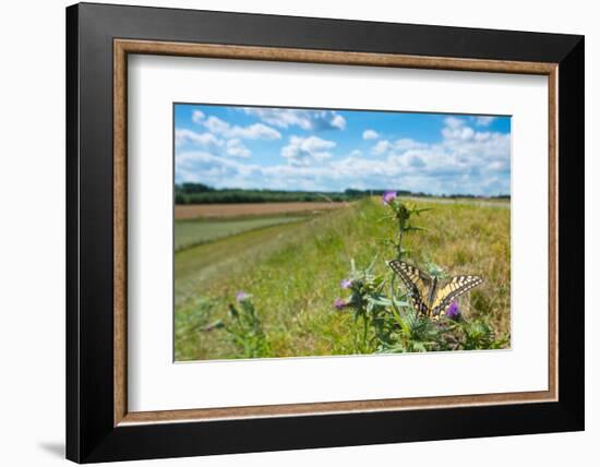 Swallowtail butterfly nectaring on thistle, The Netherlands-Edwin Giesbers-Framed Photographic Print