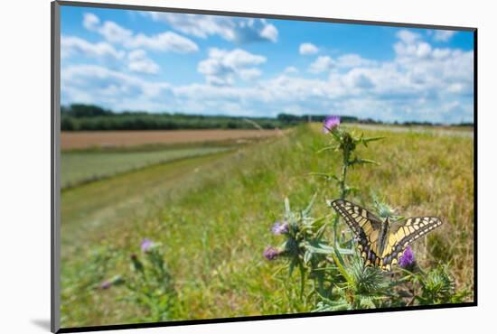 Swallowtail butterfly nectaring on thistle, The Netherlands-Edwin Giesbers-Mounted Photographic Print