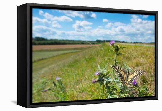 Swallowtail butterfly nectaring on thistle, The Netherlands-Edwin Giesbers-Framed Premier Image Canvas