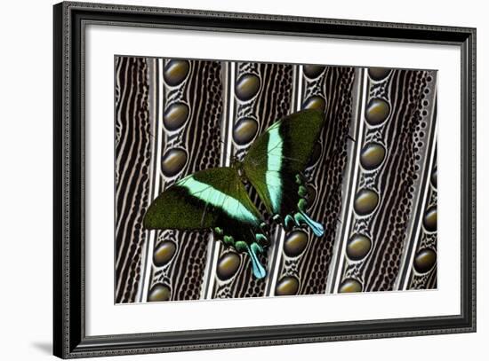 Swallowtail Butterfly on Feather Design-Darrell Gulin-Framed Photographic Print