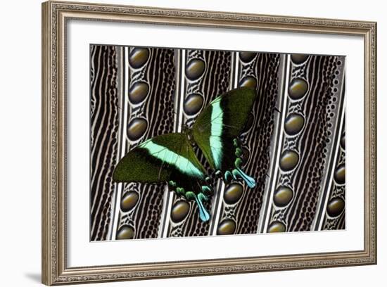 Swallowtail Butterfly on Feather Design-Darrell Gulin-Framed Photographic Print