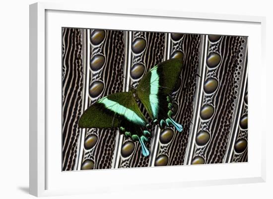 Swallowtail Butterfly on Feather Design-Darrell Gulin-Framed Photographic Print