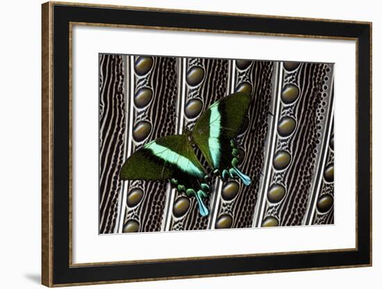 Swallowtail Butterfly on Feather Design-Darrell Gulin-Framed Photographic Print